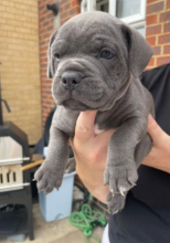 Gorgeous Chunky Staffy Pups Image eClassifieds4u 2