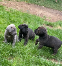 Gorgeous Pedigree Cane Corso Puppies - Ready Image eClassifieds4u 2