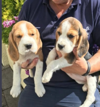 Lovely Beagle puppies reared in our home Image eClassifieds4u 2