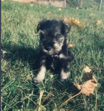 Miniature Schnauzer Puppies Image eClassifieds4u 2