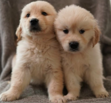 My Gorgeous Golden Retriever Puppies Image eClassifieds4u 2