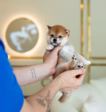 Perfect Shiba Inu puppies for sale for pet home only. Image eClassifieds4u 3