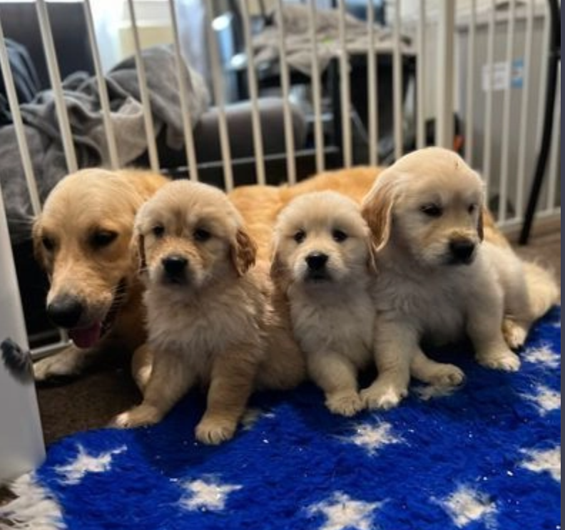 My Gorgeous Golden Retriever Puppies Image eClassifieds4u