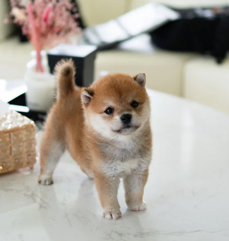 Perfect Shiba Inu puppies for sale for pet home only. Image eClassifieds4u