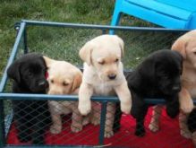 6 Labrador puppies that are spayed and potty trained