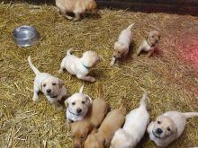 Beautiful males and females Labrador puppies.