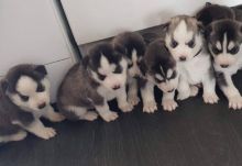 Beautiful males and females Siberian husky Puppies