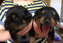 Beautiful Rottweiler puppies