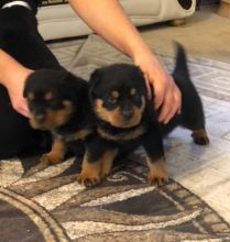 Ckc Rottweiler male and female puppies for sale Contact us at cathyleisbrown@yahoo.com