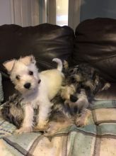 Clean and adorable Miniature Schnauzer Puppies