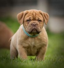Healthy and Purebred French Mastiff Puppies