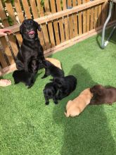 Labrador Puppies 12 weeks old and are ready for adoption.