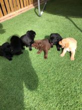 Labrador Puppies For Re-homing