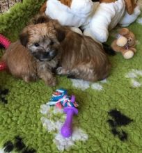 Morkie Puppies for adoption in Toronto