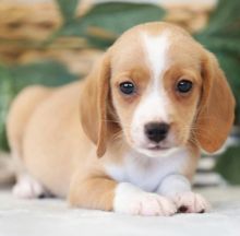 Adorable male and female Beagle puppies for adoption