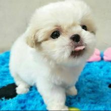 Goegeous male and female Shih Tzu puppies for adoption