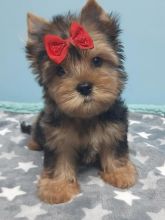 Pretty male and female Yorkshire Terrier puppies for adoption