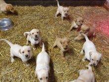 Sweet & playful Labrador for adoption