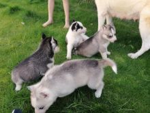 Sweet Siberian husky puppies for you.