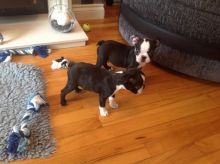 Well trained Boston Terrier Puppies