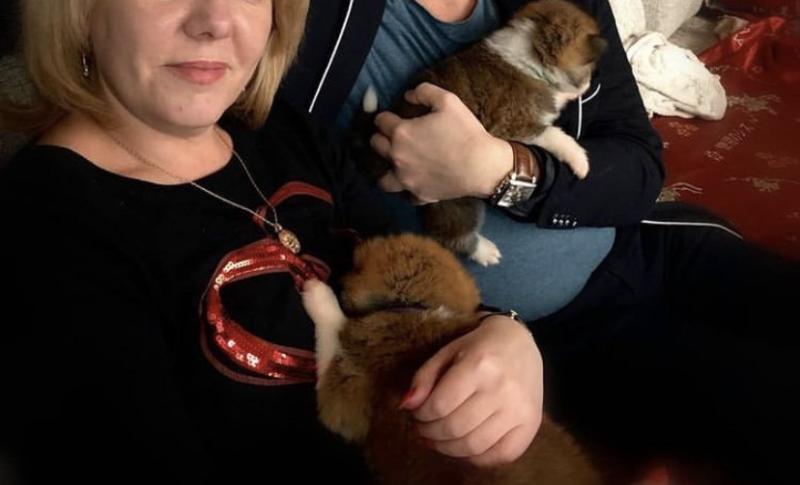 Akita puppies ready to go Image eClassifieds4u