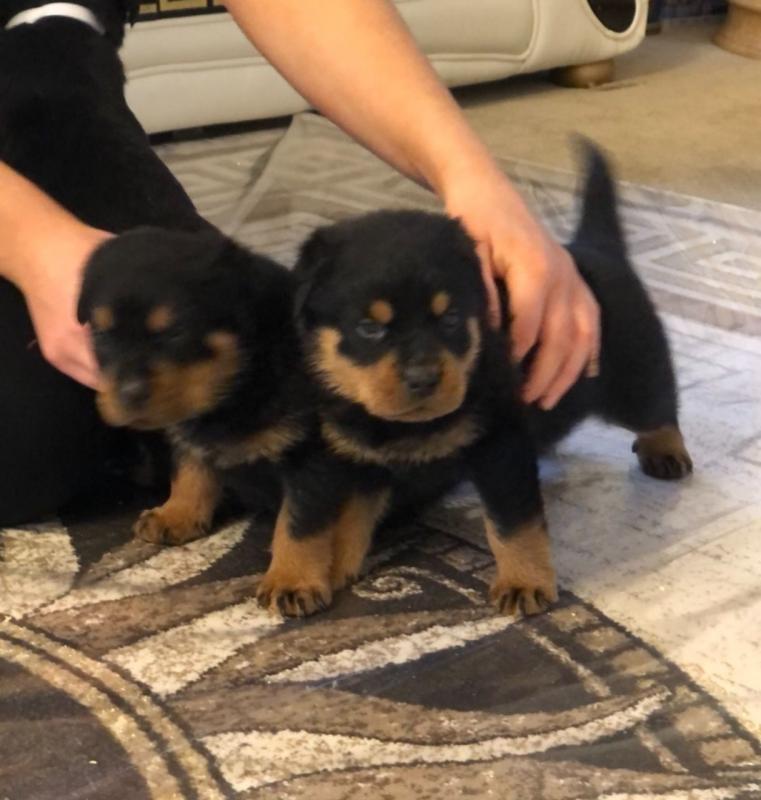 Ckc Rottweiler male and female puppies for sale Contact us at cathyleisbrown@yahoo.com Image eClassifieds4u