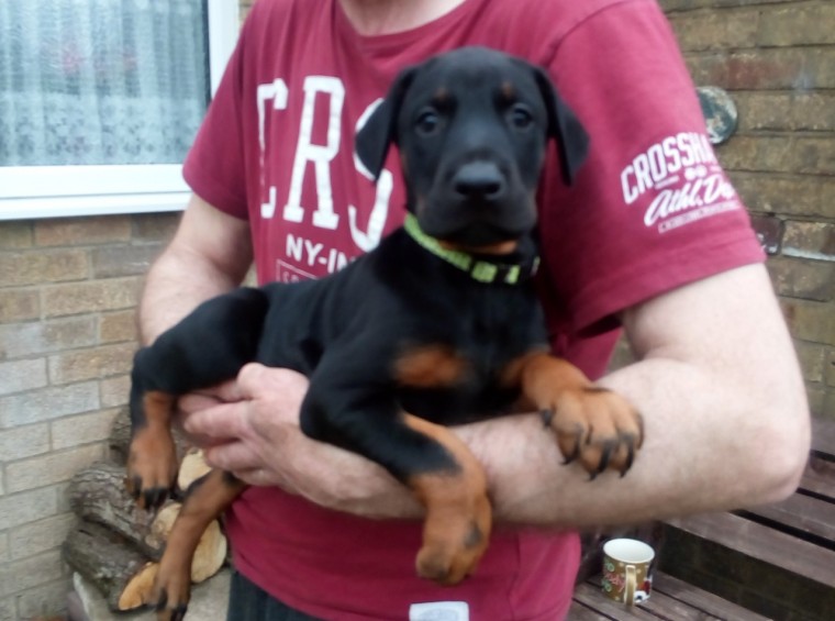 Dobermann Puppies for adoption Image eClassifieds4u