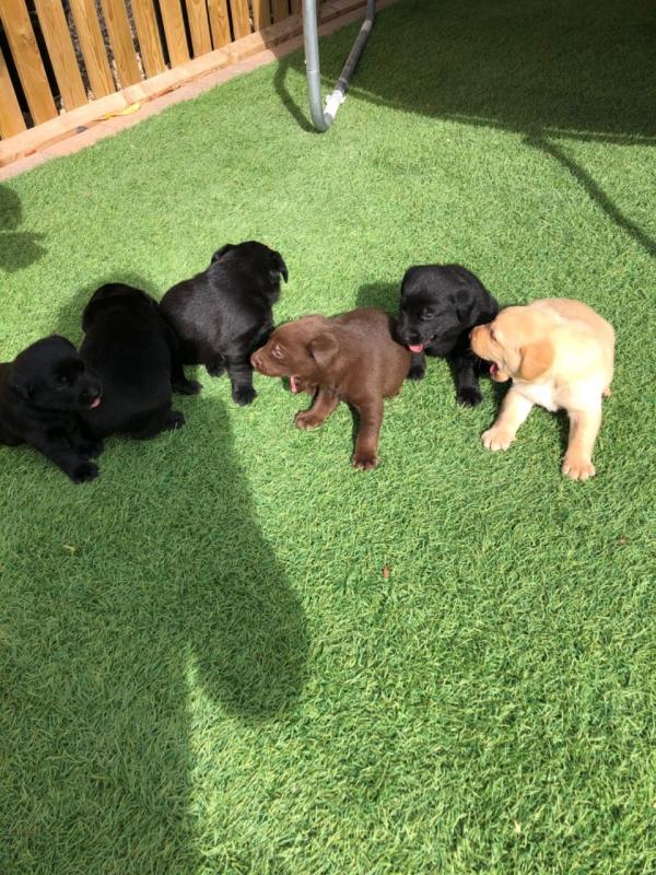 Labrador Puppies For Re-homing Image eClassifieds4u