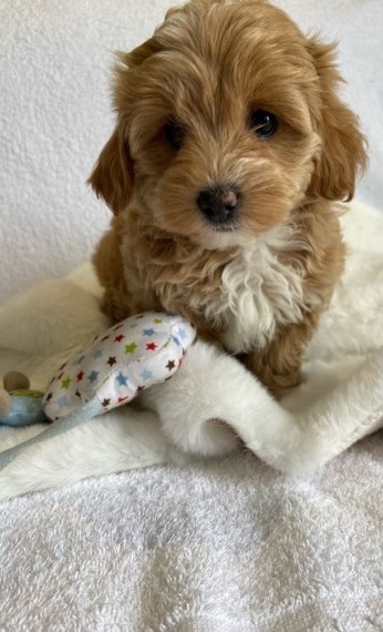MaltiPoo Puppies contact Image eClassifieds4u