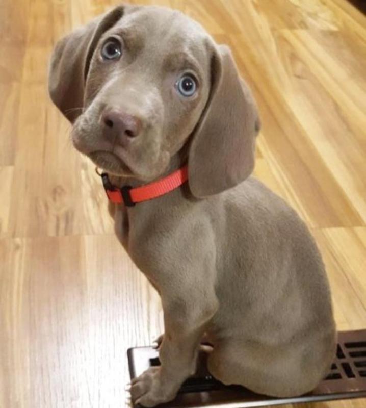 Set of Weimaraner puppies for adoption Image eClassifieds4u