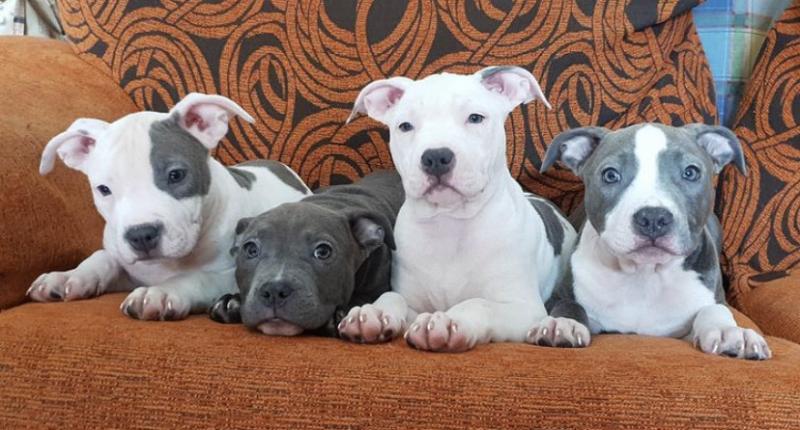 Staffordshire Bull Terrier puppies Image eClassifieds4u