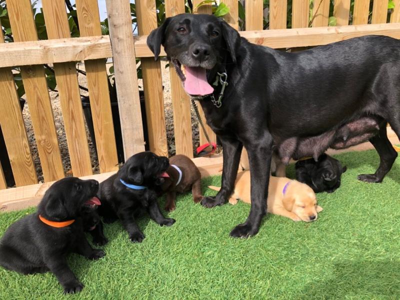 Top quality Labrador puppies(100% Purebred). Image eClassifieds4u