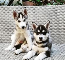 2 male and 2 female Cute and blue eye Siberian Husky pups ready