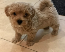 2 Simple Maltipoo Pups Available