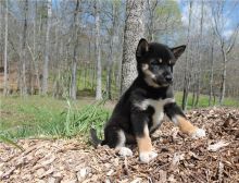 BLACK AND TAN Shiba Inu Puppies