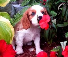 Cavalier King Charles Spaniel pups