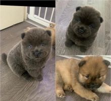 Championline Chow Chow Puppies For adoption