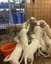 Dogo Argentino Puppies For great pet lovers