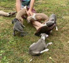 Italian Greyhound Puppies available