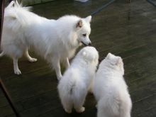 Japanese Spitz Puppies for adoption