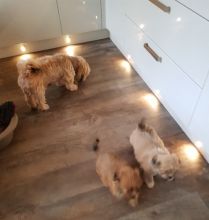 Lhasa Apso Puppies ready to go now