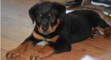 Purebred Rottweilers for homes