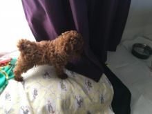 Red Toy Poodle Puppies for adoption