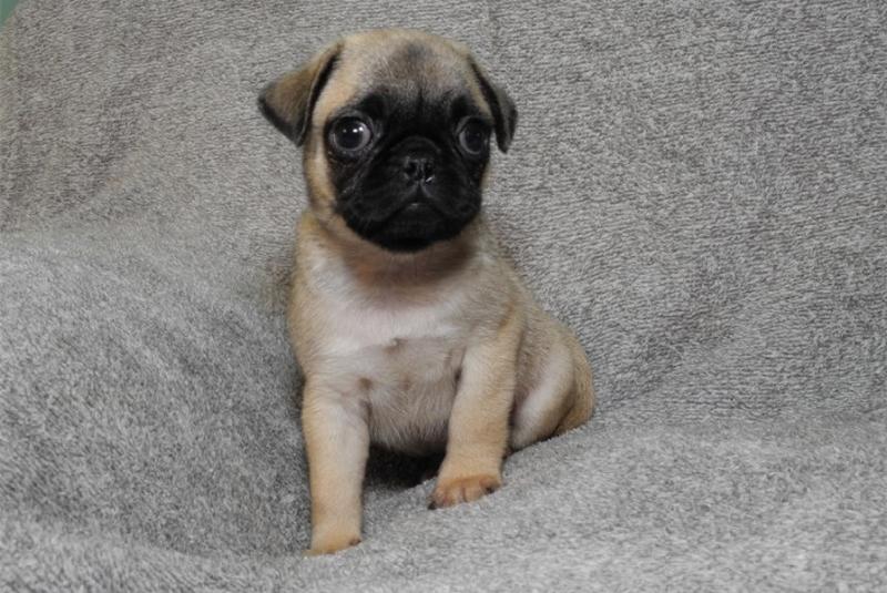 Fawn and Black Pug puppies available Image eClassifieds4u