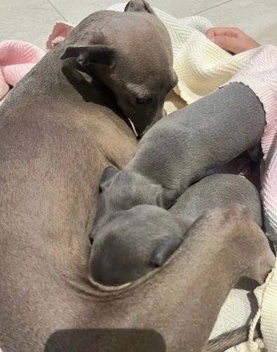 Italian Greyhound for Italian Greyhound lovers Image eClassifieds4u