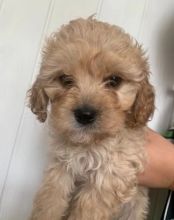 Cavapoo puppies available Image eClassifieds4U