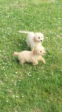 Cavapoo puppies Ready Image eClassifieds4U