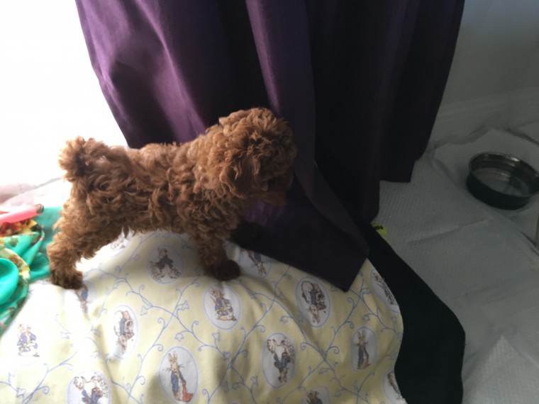 Red Toy Poodle Puppies for adoption Image eClassifieds4u