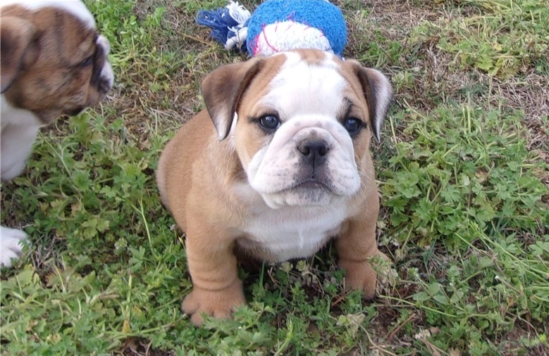 Strong English Bulldogs Puppies Image eClassifieds4u