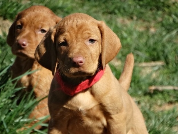 Two Vizsla puppies for great homes Image eClassifieds4u